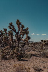 joshua tree national park