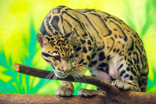 Asian clouded leopard in a tropical house