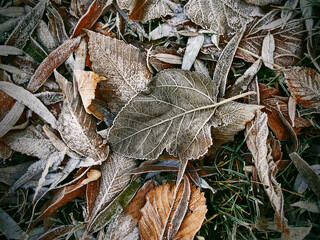 frost on the bushes, on the autumn fallen leaves and grass 