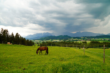 a lonely horse grazing on the alpine meadows of the scenic Rueckholz district in the Bavarian Alps in Ostallgaeu, Bavaria, Germany on a rainy summer day with black heavy clouds	