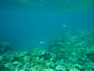 Naklejka na ściany i meble Snorkeling at Grand Cayman Island great view of coral and tropical fish