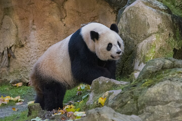 A giant panda walking in the grass, portrait 
