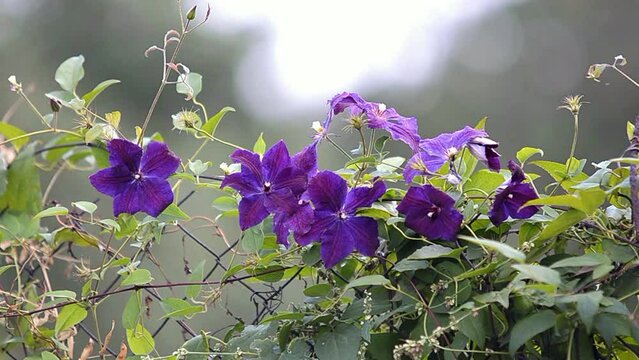 Purplish purple with pale lavender highlights. Clematis Jackmanii flowers in the garden