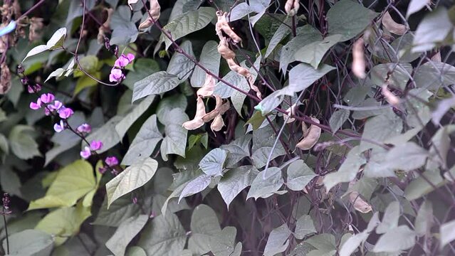 Hyacinth bean plant in the farm land