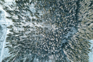 Aerial view of snow covered white forest with frozen trees in cold winter. Dense wild woodland in wintertime