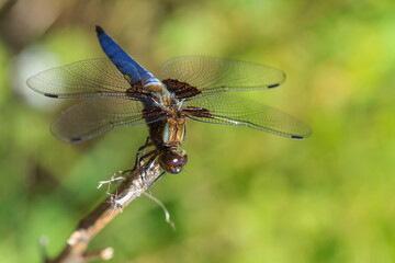 Libellula depressa, the broad-bodied chaser or broad-bodied darter,
