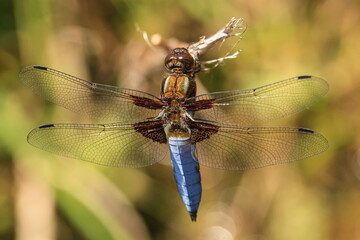 Libellula depressa, the broad-bodied chaser or broad-bodied darter, in the leaves
