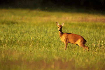 The roe deer (Capreolus capreolus) looking cautiously around