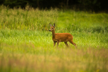 The roe deer (Capreolus capreolus) standing as if on guard