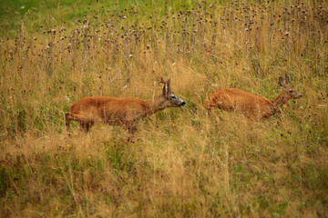 The roe deer (Capreolus capreolus) is the roe deer rut