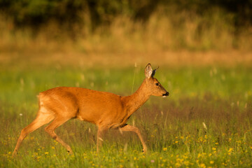 The roe deer (Capreolus capreolus) she's coming around
