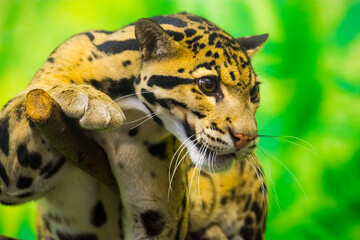 Asian clouded leopard in a tropical house