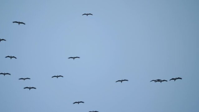 Wild birds fly in a flock. Birds storks in the blue sky circling high overhead. Flock of birds, silhouette