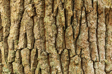 detailed photo of the oak bark