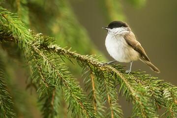 marsh tit (Poecile palustris) in the branches of spruce trees