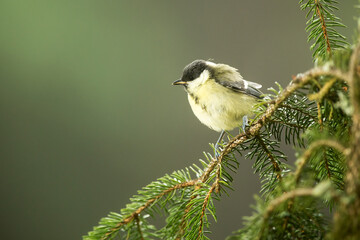 Great tit (Parus major) in the branches of spruce trees