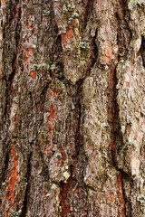 detailed photo of the bark of a pine tree