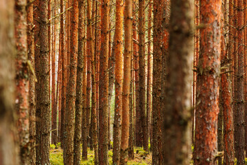 Obraz premium the pine forest photo of tree trunks only
