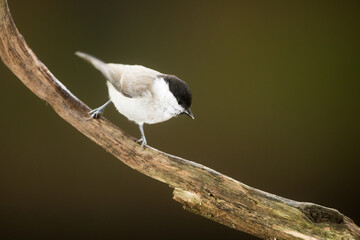 marsh tit (Poecile palustris) on a dead tree
