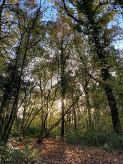 Woodland scenery in Worcester UK