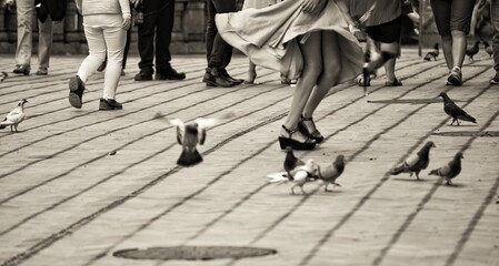 Dancing with pigeons