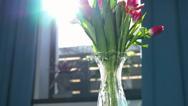 Panning pedestal shot of tender purple tulips in crystal vase in sunbeam. Close-up beautiful bouquet of flowers indoors in sunrays. Slow motion