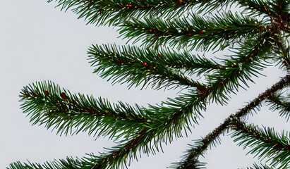 Obraz premium árvore de natal