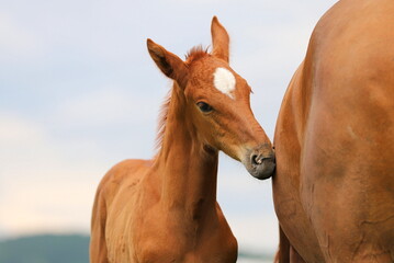 chestnut foal with star against the background of mare and the sky