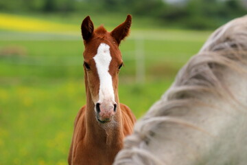 a beautiful chestnut foal with a blaze against the background of a gray mare