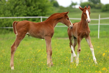 two chestnut foals getting to know each other on a green meadow