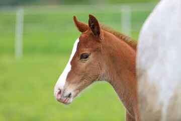 a beautiful chestnut foal with a blaze against the background of a gray mare