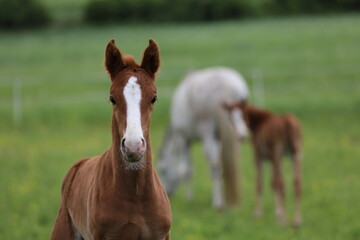 beautiful chestnut against the background of a green meadow with other horses