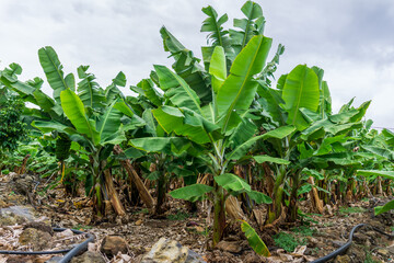 Banana plantation, green bananas on trees