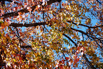 Colorful  Sycamore Tree in Autumn