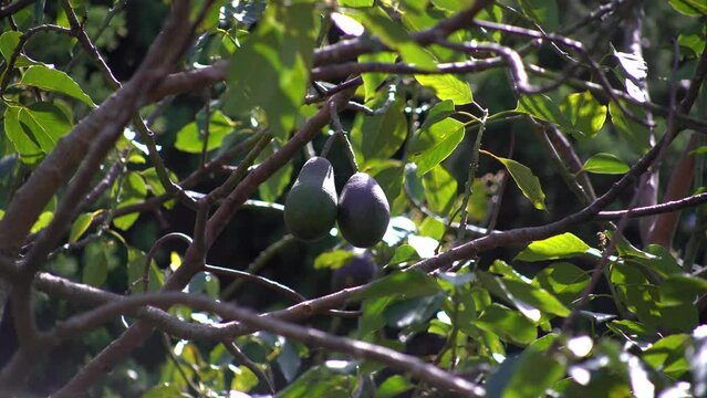 organic avocado tree 