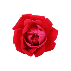 red rose on transparent background