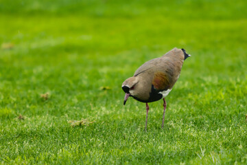 Bird known in Brazil as Quero-quero, Southern Lapwing in Portugal (Vanellus chilensis) bird of the Charadriiformes order, belonging to the Charadriidae family, in a green field.
