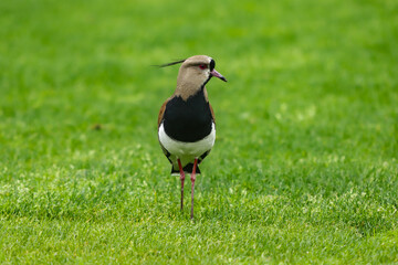 Bird known in Brazil as Quero-quero, Southern Lapwing in Portugal (Vanellus chilensis) bird of the Charadriiformes order, belonging to the Charadriidae family, in a green field.
