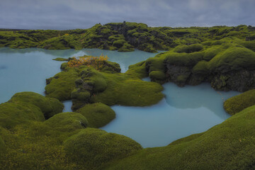 Icelandic green moss. Eldhraun Lava fields. 