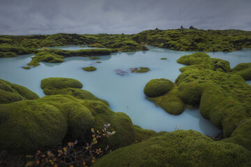 Icelandic green moss. Eldhraun Lava fields. 