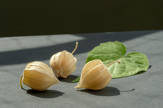Whole Physalis fruits in husks and green leaf of physalis peruviana on dark background