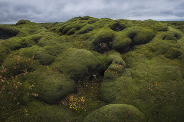 Icelandic green moss. Eldhraun Lava fields. 