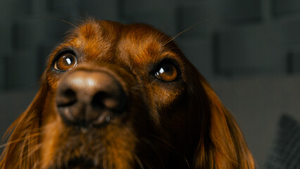 Beautiful and tired irish setter lying on the couch