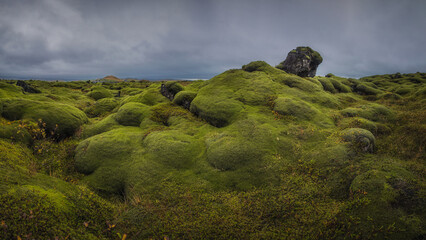 Icelandic green moss. Eldhraun Lava fields. 