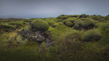 Icelandic green moss. Eldhraun Lava fields. 