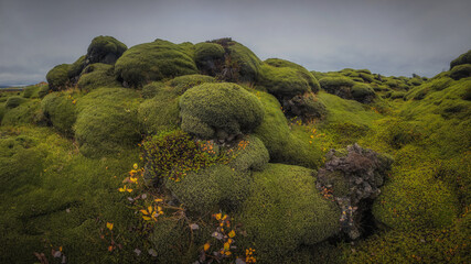 Icelandic green moss. Eldhraun Lava fields. 