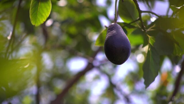 Organic Avocado