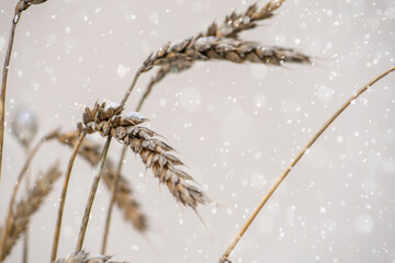 A spikelet of wheat is covered with snow and ice. Unharvested wheat and grain.Cereals of wheat covers with snow in the field. First snow.