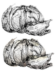 Garlic hand-drawn vector illustration, engraved, garlic pointillism illustration, vector. Herbs and spices sketch illustration.