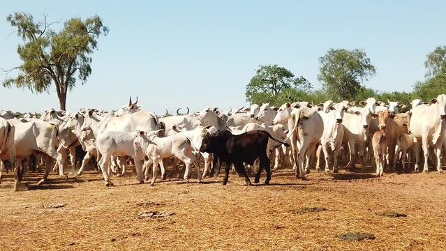 Paraguayan cows